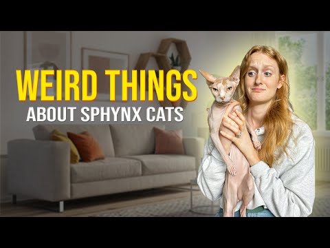 Things I Wish Someone Told Me Before Getting a Sphynx!