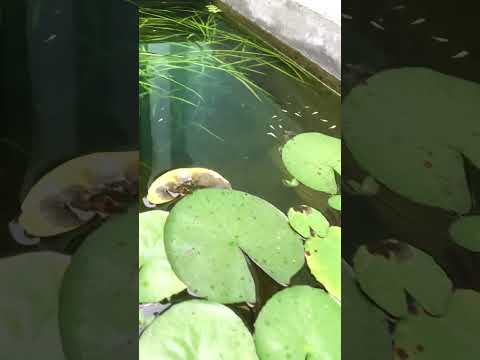 Water Lily in an Aquarium | #aquarium #aquariumplants #aquariumfish #DIY