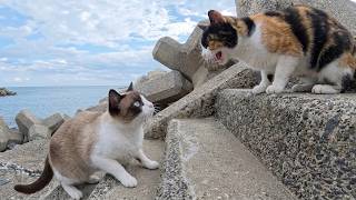 三毛猫が可愛い声で鳴いて岩場に隠れる仲間猫を呼び出してくれた