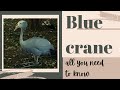 blue crane facts 🦩 Stanley crane 🦩  paradise crane 🦩 national bird of South Africa 🇿🇦