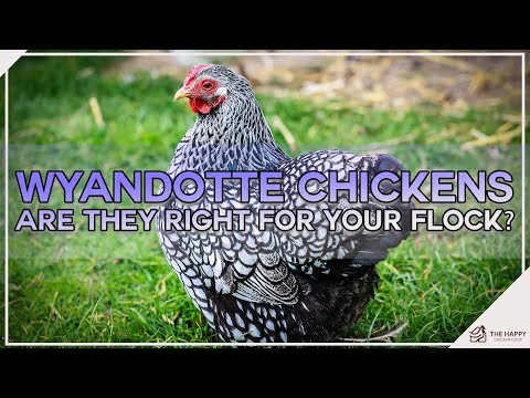 , title : 'Wyandotte Chickens Are They Right For Your Flock'