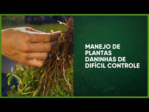 , title : 'MANEJO DE PLANTAS DANINHAS DE DIFÍCIL CONTROLE - PROGRAMA #27 - AGRO EM FOCO TV DIGITAL'