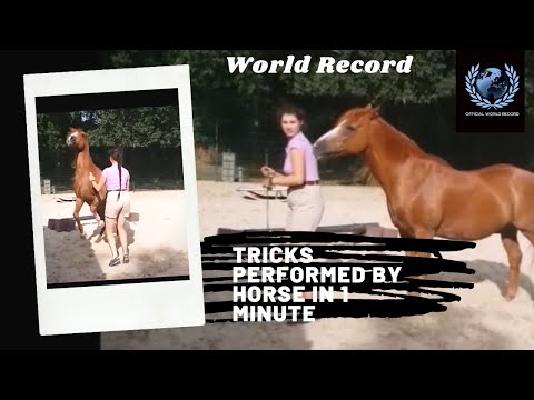 Most Tricks Performed By a Horse in 1 Minute - Coverage of Old World Record on Official World Record