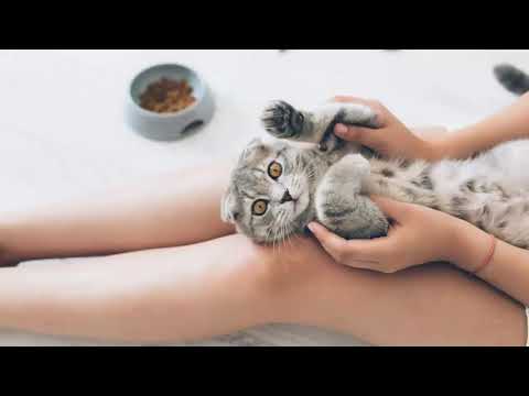 High Calorie Cat Food for Underweight Cats