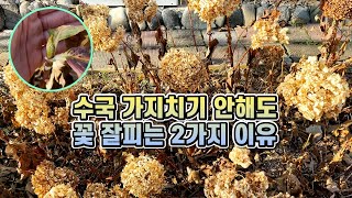 수국 가지치기 하지않는 2가지 이유