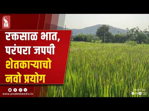 Goa Farmer Revives 3,000-Year-Old 'Raktasal' Rice Variety in Maina-Navelim