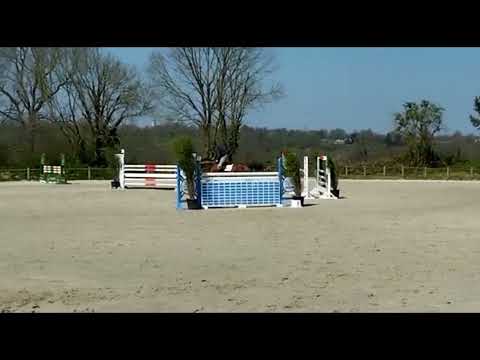 6 yrs old stallion For pleasure x Calvaro . +31655131858