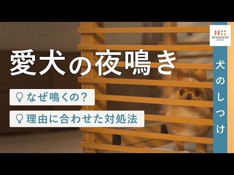 【犬の夜鳴き】子犬や老犬が夜鳴きする原因や対処法を獣医師が解説（犬のしつけ/シニア犬）