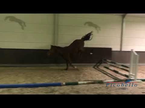 Mother Comme Picobello Z