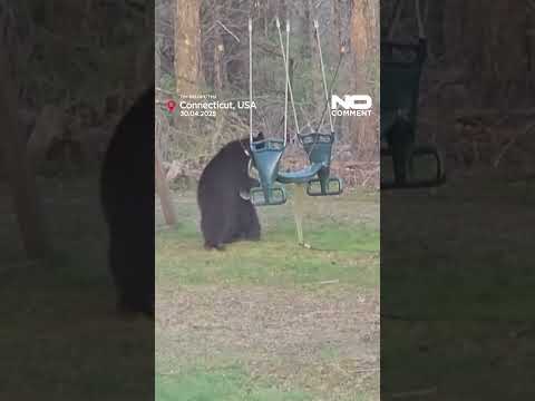 Three bears spotted playing on children's swing in Connecticut