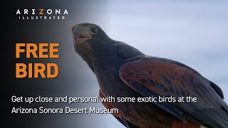 Free Bird: The Raptor Free Flight Program at the Arizona-Sonora Desert Museum