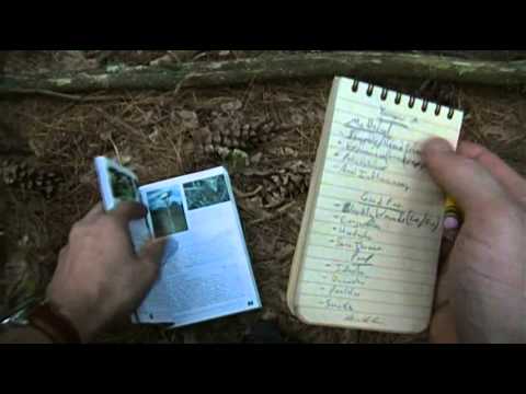 Foraging Edible Plants - Yarrow | Wild Food