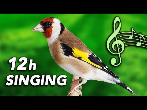 Goldfinch 12h Training Song - Amazing Classic Singing