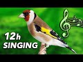 Goldfinch 12h Training Song - Amazing Classic Singing