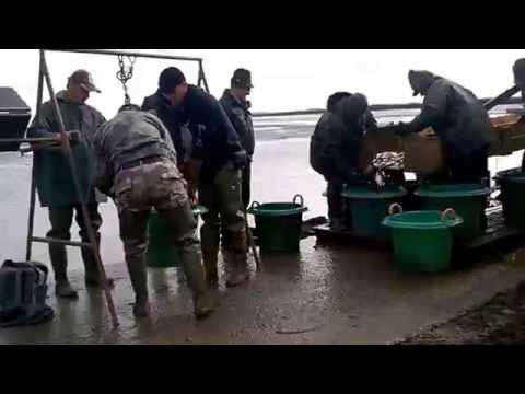 Populare crap comun 10 noi 2015