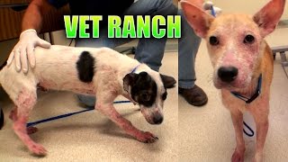 About to be Euthanized