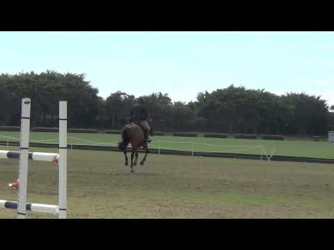 "Ze Carioca" 3 yr old Stallion by Canturo X Kannan