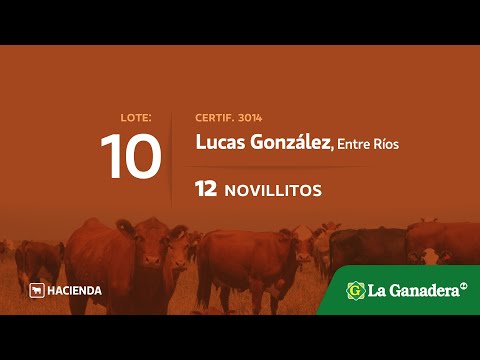 Lote Novillitos en Lucas Gonzalez