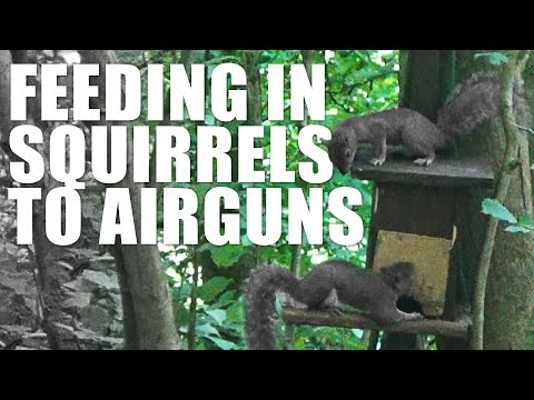Feeding in Squirrels to Airguns Feeding in Squirrels to Airguns