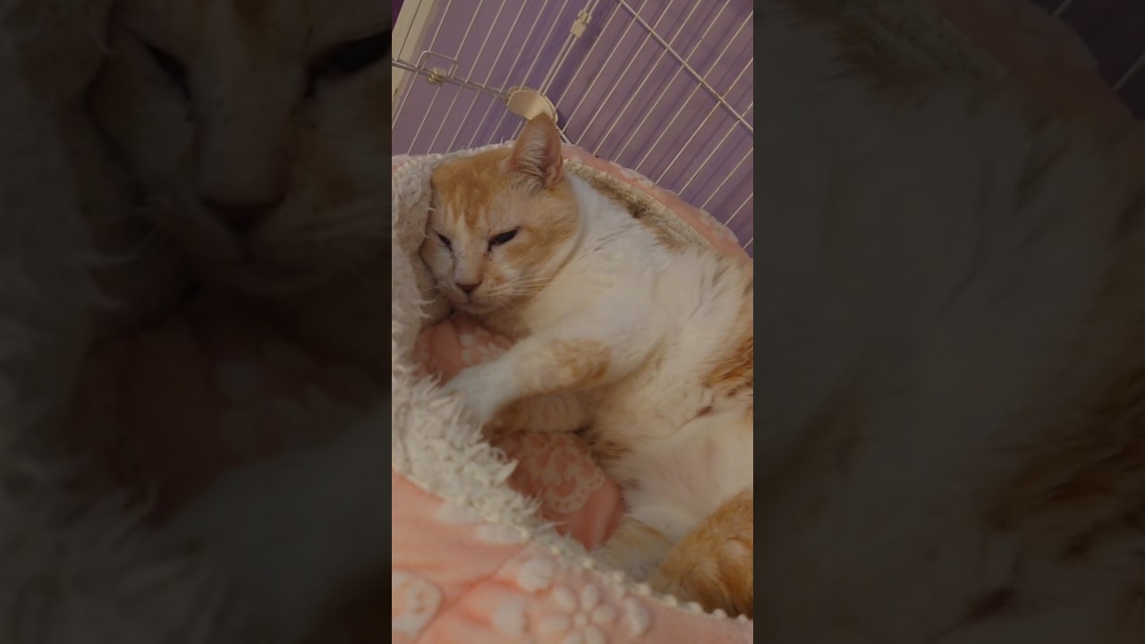 ふみふみゴキゲン〈熊本キイロ〉