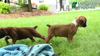 Handsome Boxer Puppies