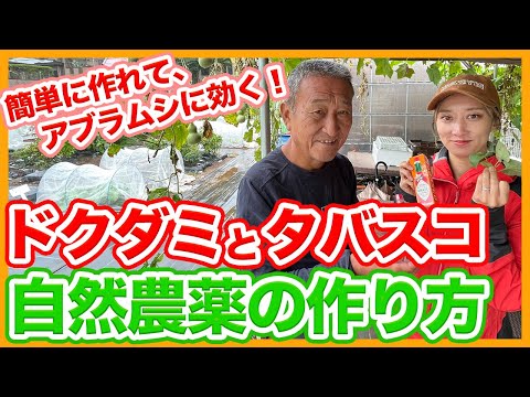 なぜ私のバラの茂みがアブラムシに侵されているのか、どうすればよいか、自然な家庭療法をどう扱うか