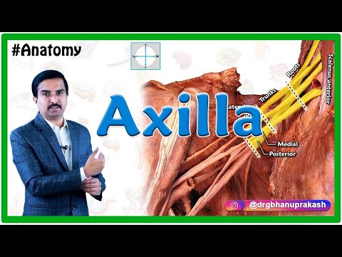 Anatomy of the Axilla by Cadaveric HD images : Dr G Bhanu Prakash / USMLE Step 1