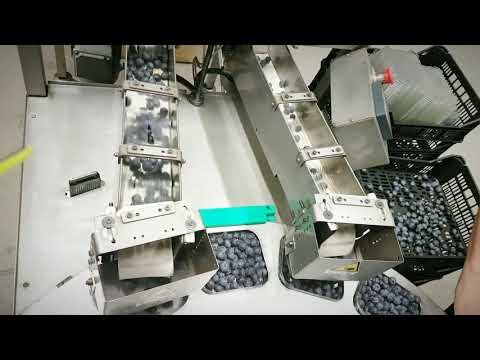 PAKFRUT PID-130 - Riempimento automatico cestini Mirtilli - Automatic filling of Blueberry punnets