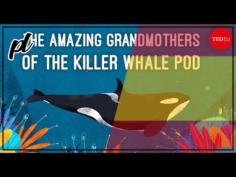 Inside the killer whale matriarchy - Darren Croft [SPANISH]