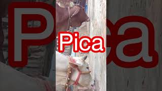 Download lagu Pica l Dr Umar Khan mp3