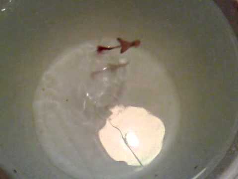 tasapainopilkin koeuitto