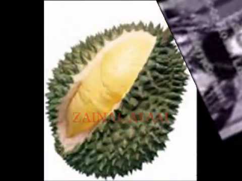 Durian 1950an--Zainal Alam