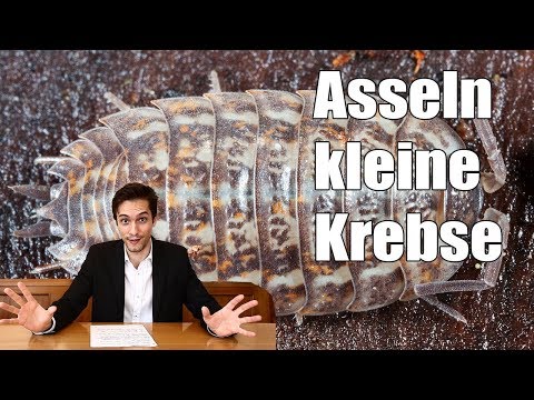Asseln - kleine Krebse