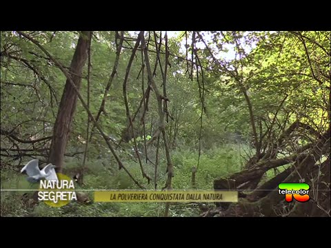 Secret Nature: The Powder Keg Conquered by Nature October 29, 2020