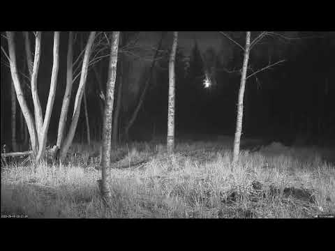 Karukaamera 2022-05-14 Fox with a prey and howling Wolves