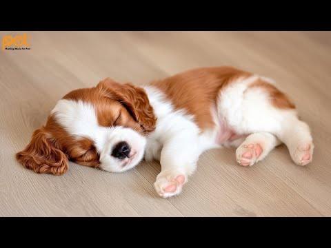 Music for Dogs: 24 HOURS | The Perfect Ultimate Home Alone Anti-Anxiety Solution for Dogs