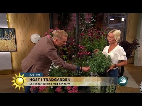 Så höstfixar du trädgården - Nyhetsmorgon (TV4)
