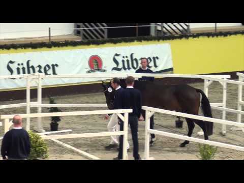 Diarado-Acord II colt * 2012