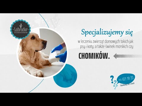 Zobacz filmy, Labrador Agnieszka Szczepanik, Tomasz Szczepanik s.c., Łódź