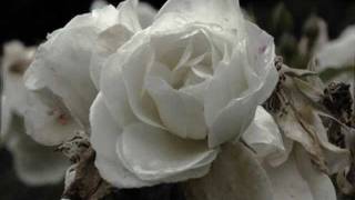 Jane Siberry - Calling All Angels