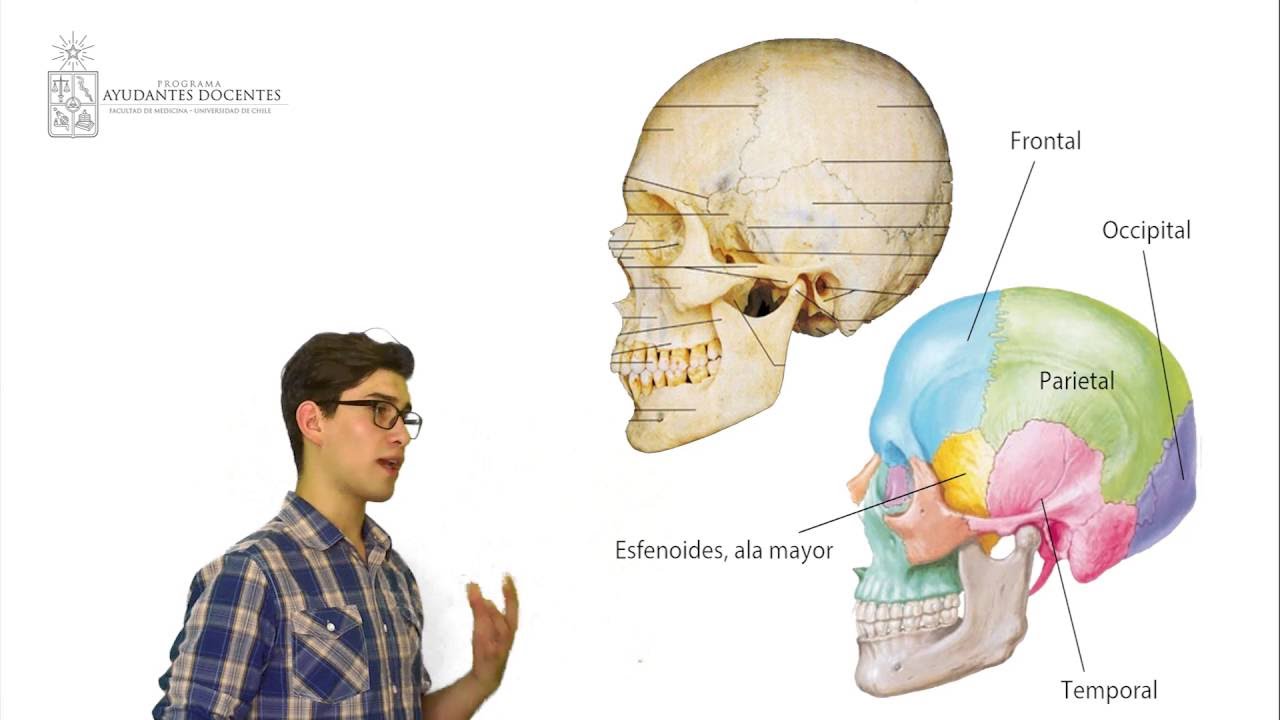 Osteoartrología de Neurocráneo - Anatomía