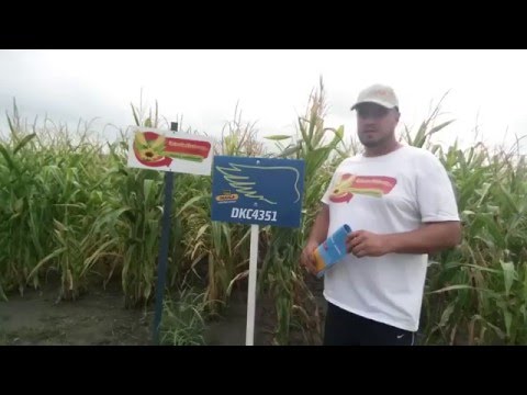 Dekalb DKC4351 kukorica vetőmag KukoricaVetőmag.hu Kft. 2015
