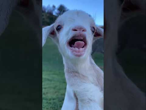 فرق اصوات صغار الماعز 🐐 #sound #baby #goat #sheep #farming #cute