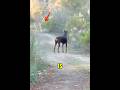 Coyotes Outsmarted by Man and Dog #Doberman #Coyotes #AnimalStandoff