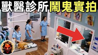 獸醫分享：全員遭遇！診所多次鬧鬼，監控實拍全過程｜4個靈異影片、故事精選！