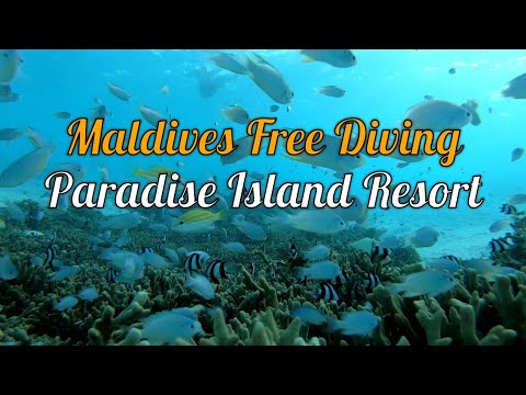Maldives Free Diving - Paradise Island Resort & Spa | 4K GoPro 7