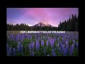 Sleeping In The Aviary-Windshield (part II) (letra español)