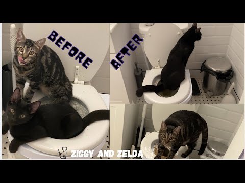 HOW TO TOILET TRAINING 2 CATS at ONE TIME (step by step) CitiKitty TOILET TRAINING UPDATE.