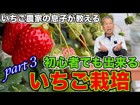 フラガリア・チロエンシスについて詳しく解説