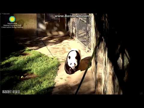 2017.05.26 GOOD MORNING MOM MEI & DAD TIAN!!